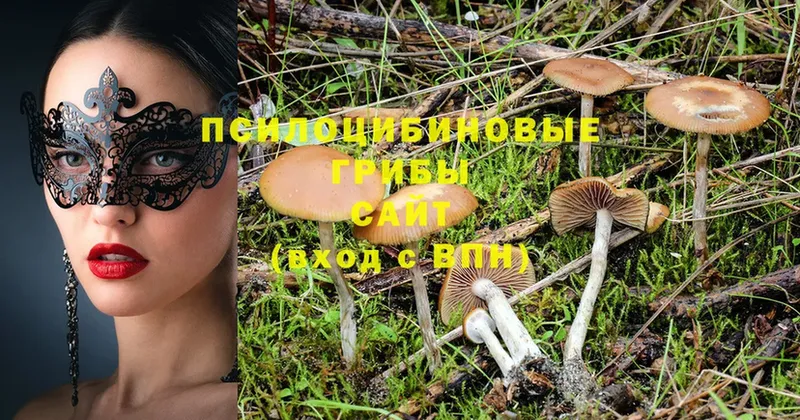 где можно купить   Камызяк  Галлюциногенные грибы MAGIC MUSHROOMS 